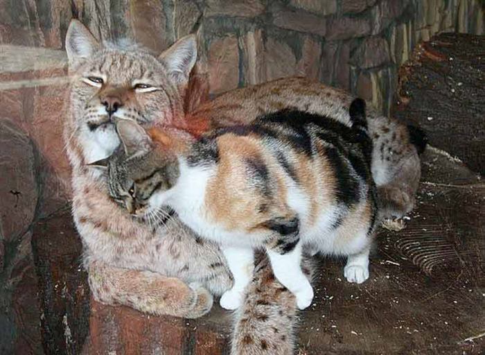 Бродячий котик нашел себе верного друга в зоопарке