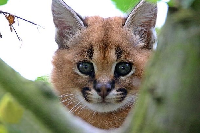 Дикие каракалы — красивейшие кошки на планете