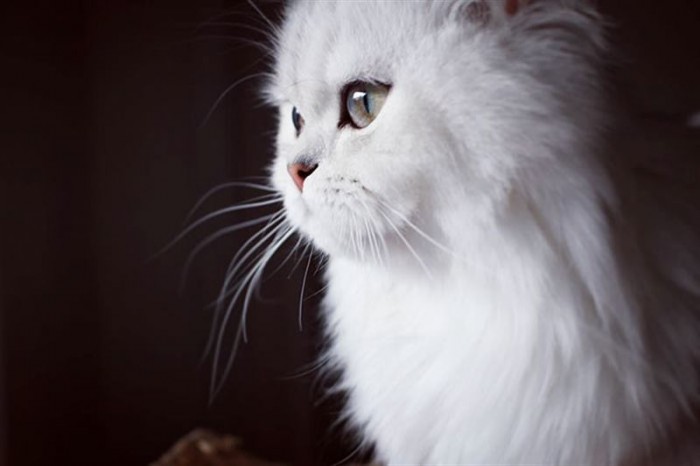 Кошачий бомонд: красивейшие котейки