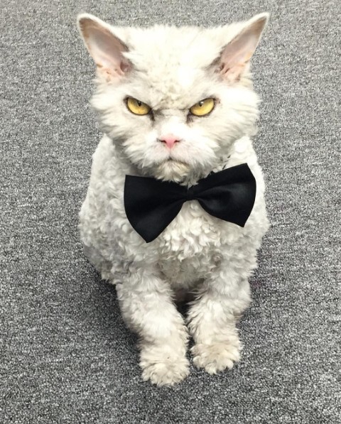 Помпезный Альберт: вечно недовольный котейка со строгим взглядом
