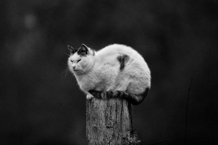 Монорельсовые коты, которым подвластны любые узкие места