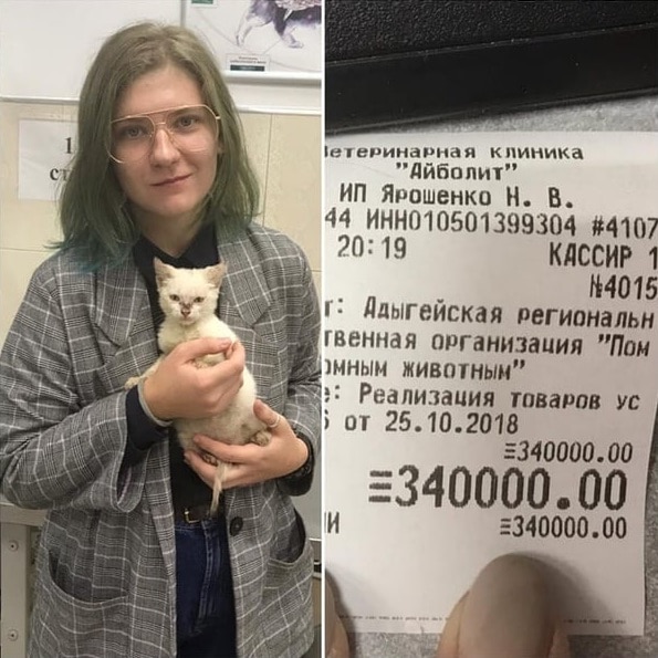 Студентка из Адыгеи оплатила долг приюта в 340 тысяч, чтобы отдать туда котёнка, которого нашла на улице