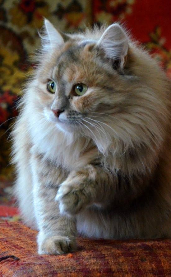 Сибирская кошка: фото и описание породы