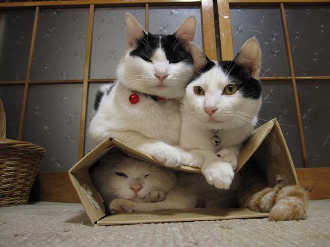 Что делает кот, пока вас нет дома? 10 фото, доказывающих, что он тут же ищет коробочку
