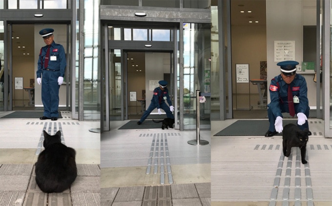 Коты уже два года осаждают японский музей и пытаются туда зайти. И их война с охраной — самая милая на свете