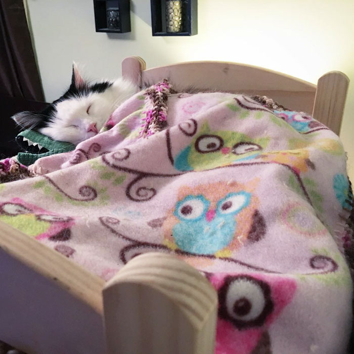 Кошка, спасённая от ужасной тесноты, теперь каждую ночь спит в персональной кровати, будто маленькая принцесса