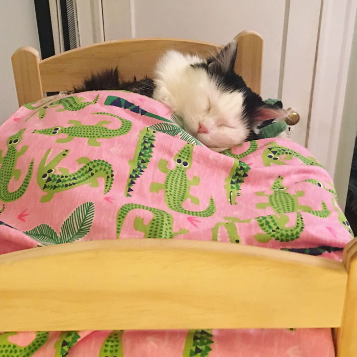 Кошка, спасённая от ужасной тесноты, теперь каждую ночь спит в персональной кровати, будто маленькая принцесса