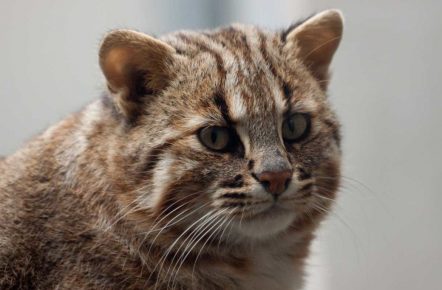 Не стал домашним: леопардового котёнка браконьеры подбросили в приют