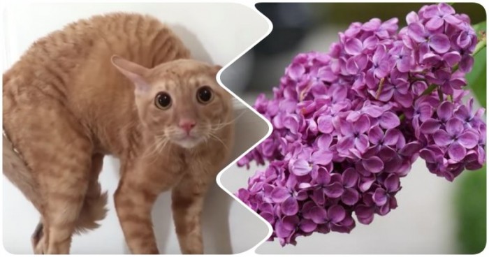 Кот и сирень: странная реакция рыжего на растение
