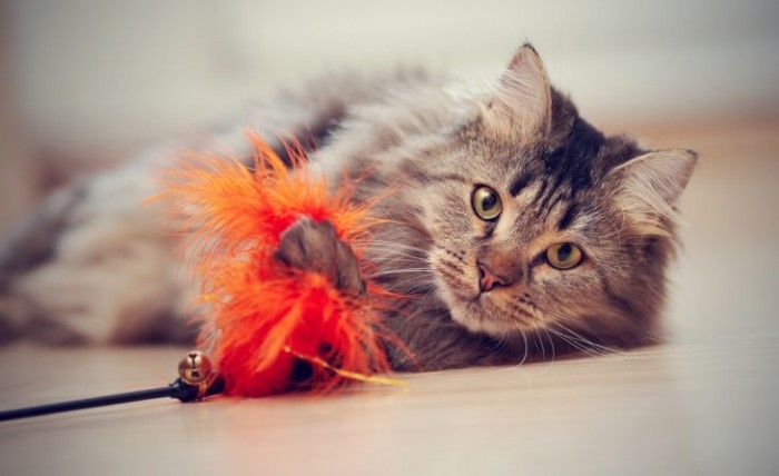 Игрушки для кошки — чем порадовать своего любимца