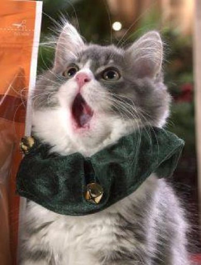 «Oh My God!»: 10 забавных фотографий котиков, которые очень удивлены произошедшим