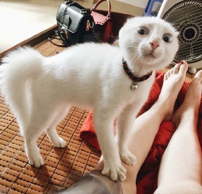 «Oh My God!»: 10 забавных фотографий котиков, которые очень удивлены произошедшим