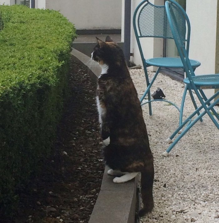 Котик каждый день приходит к соседскому дому и приглашает любимую девушку на прогулку