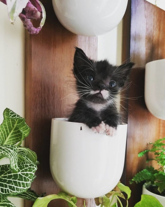 Котёнок размером с суповую ложку решил во что бы то ни стало вырасти большим и сильным