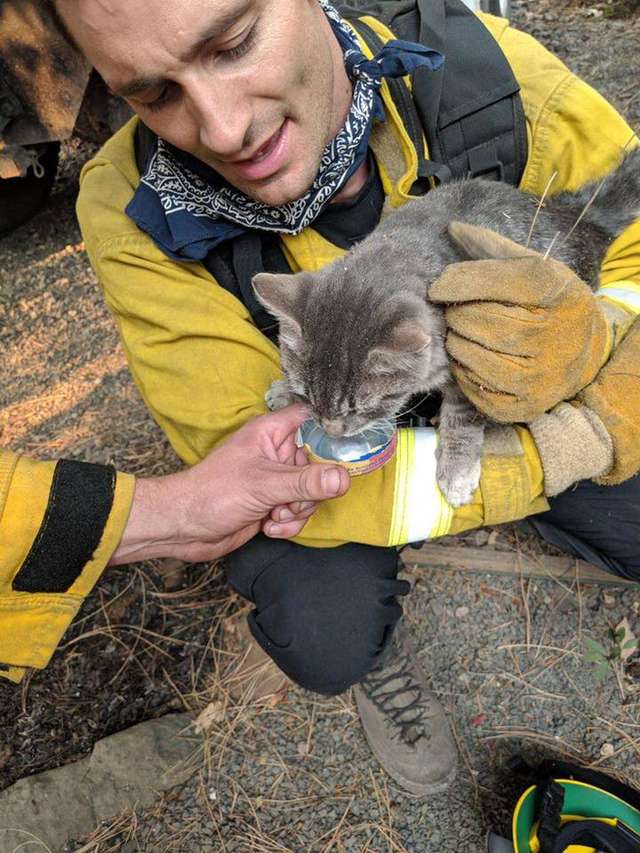 Пожар уничтожил всё… Но под кустом нашли выжившего котенка