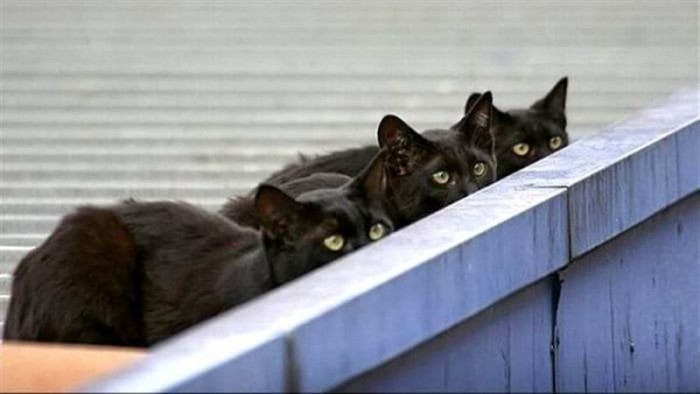 Котики, которые считают, что их никто не видит, и они спокойно наблюдают