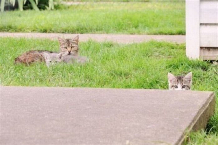 Котики, которые считают, что их никто не видит, и они спокойно наблюдают