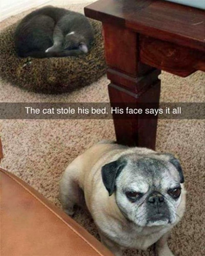 20 забавных фото о том, что случается, когда коты и собаки живут в одном доме