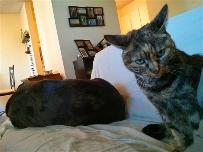 20 забавных фото о том, что случается, когда коты и собаки живут в одном доме