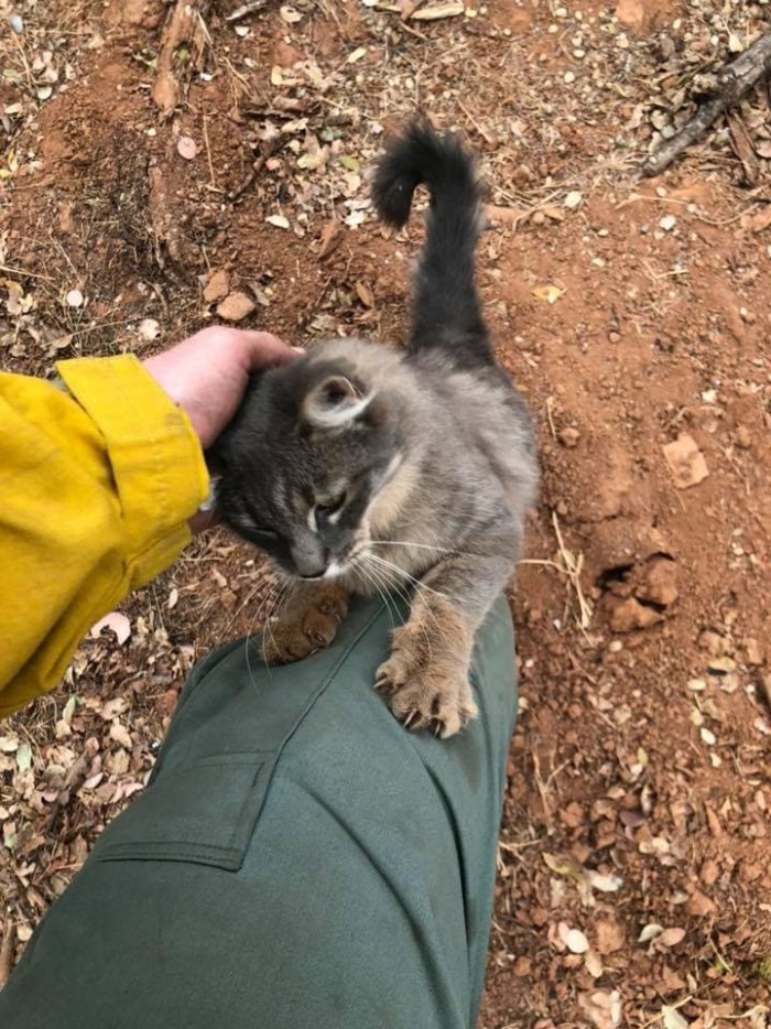 Пожарный из Калифорнии спас кошку, и её кошачьей благодарности не было предела. Доставайте платочки