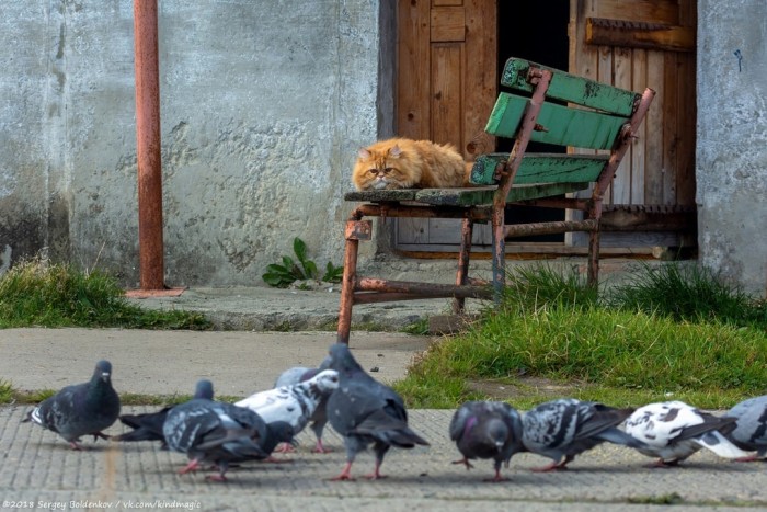 Фотограф заснял историю кота, который неудачно поохотился, но по-прежнему уверен в своём великолепии
