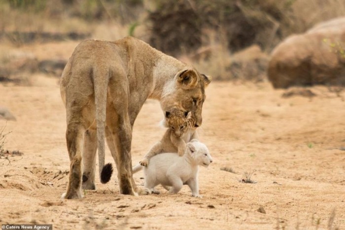 В Африке замечен очень редкий белый львёнок