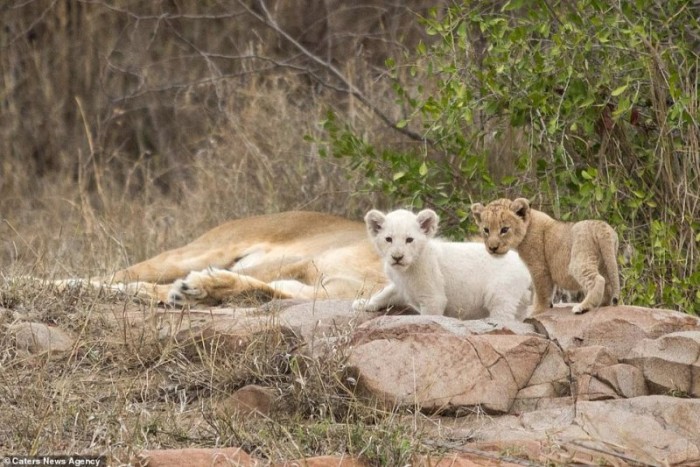 В Африке замечен очень редкий белый львёнок
