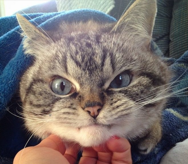 Котики смешные – обаятельные существа, которые подарят вам улыбку! 12 потешных фотографий усатых-полосатых!