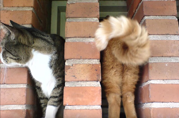 Котики смешные – обаятельные существа, которые подарят вам улыбку! 12 потешных фотографий усатых-полосатых!