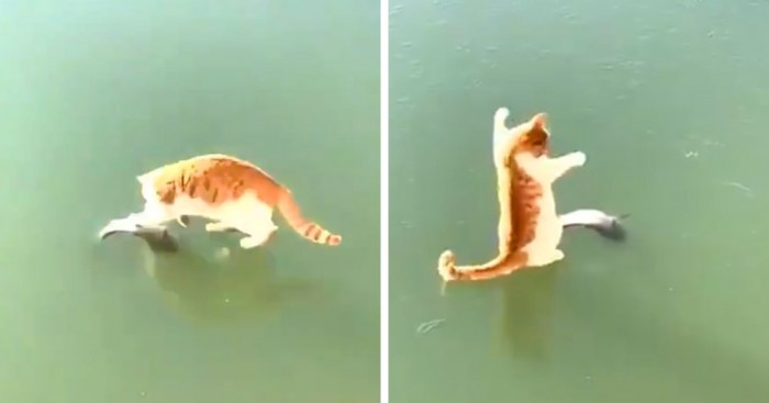 Видео недели: рыжий кот изо всех сил сражается со льдом, пытаясь схватить замёрзшую рыбку. А лёд не отдаёт!