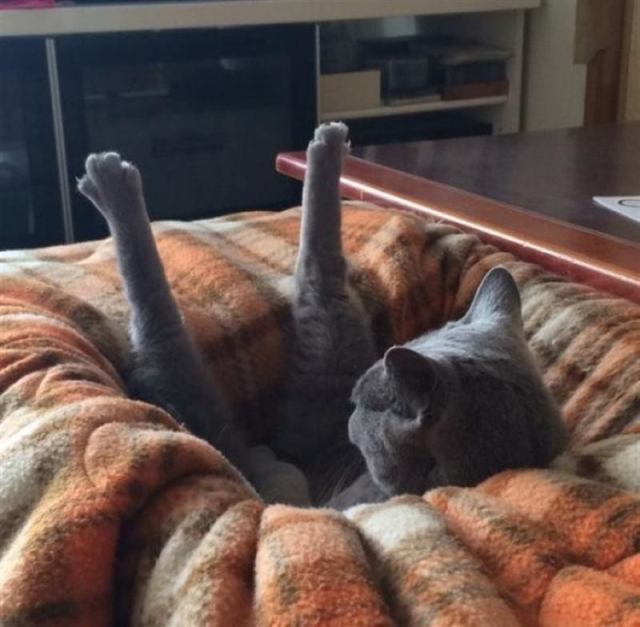 13 уморительных фото о том, каково это жить с котом