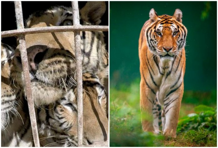 Пятерых измученных тигров спасли из циркового заточения
