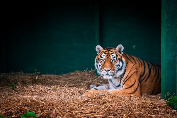 Пятерых измученных тигров спасли из циркового заточения
