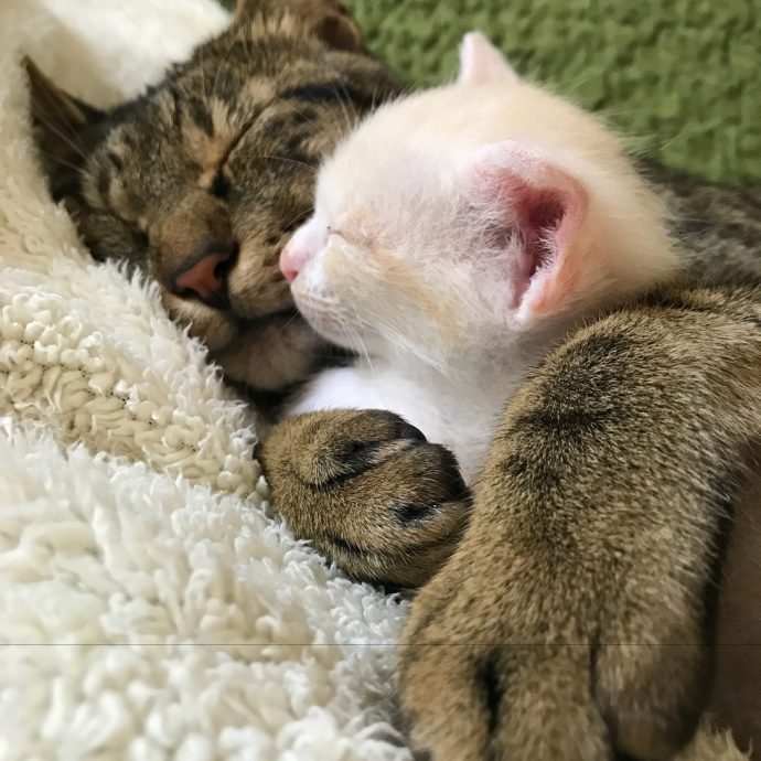 Ради спасения двух кото-малышей полосатый кот стал заботливым воспитателем
