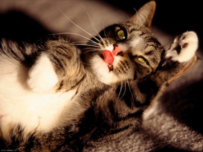 Ученые рассказали, для чего кошкам шипы на языке