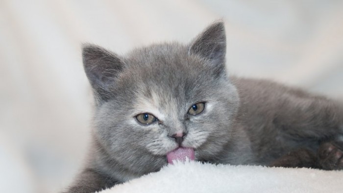 Ученые рассказали, для чего кошкам шипы на языке