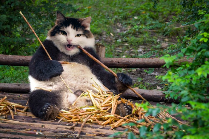 Юморной фотошопер — кошатник представил своих котиков в образе других животных
