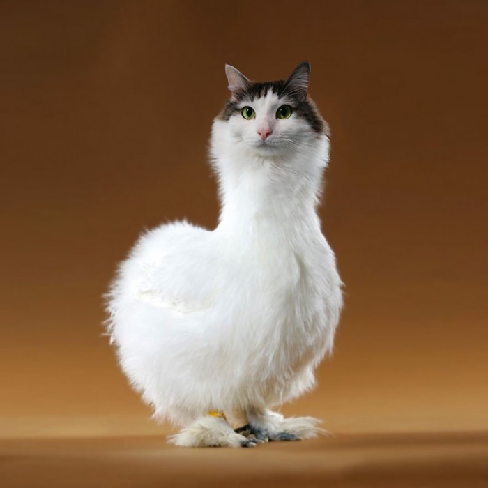 Юморной фотошопер — кошатник представил своих котиков в образе других животных