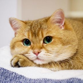 Почему у кошки плохо пахнет изо рта