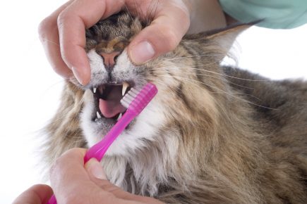 Почему у кошки плохо пахнет изо рта
