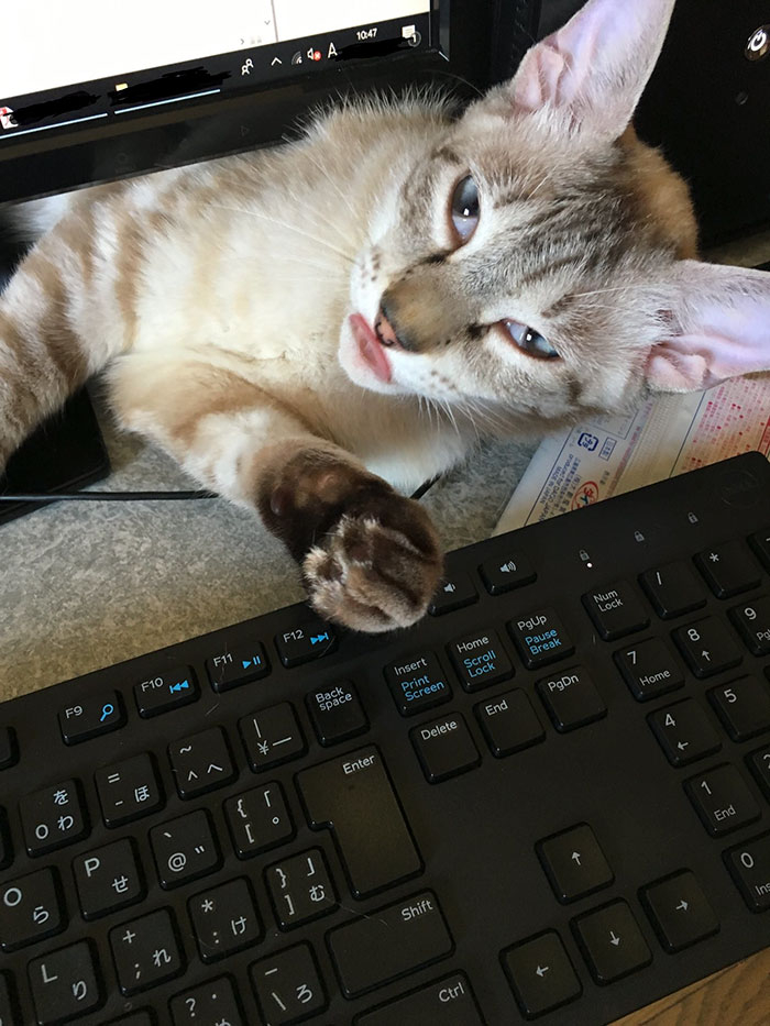 Японец создал защиту от кошек для клавиатуры и вот, что сделал его котейка