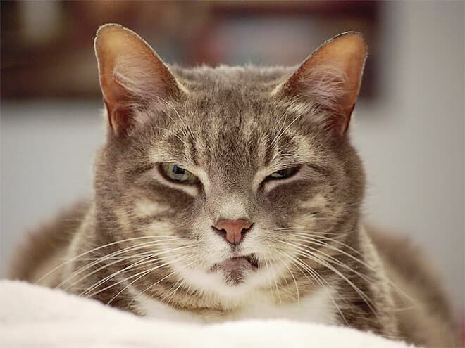 «Надоело все!»: 10 фотографий котиков, которых достали