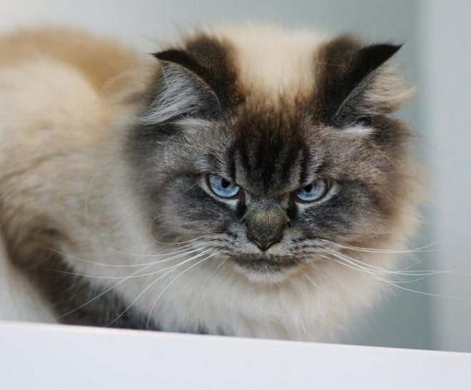 «Надоело все!»: 10 фотографий котиков, которых достали