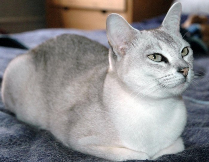 Специалисты назвали самую популярную породу кошек в России