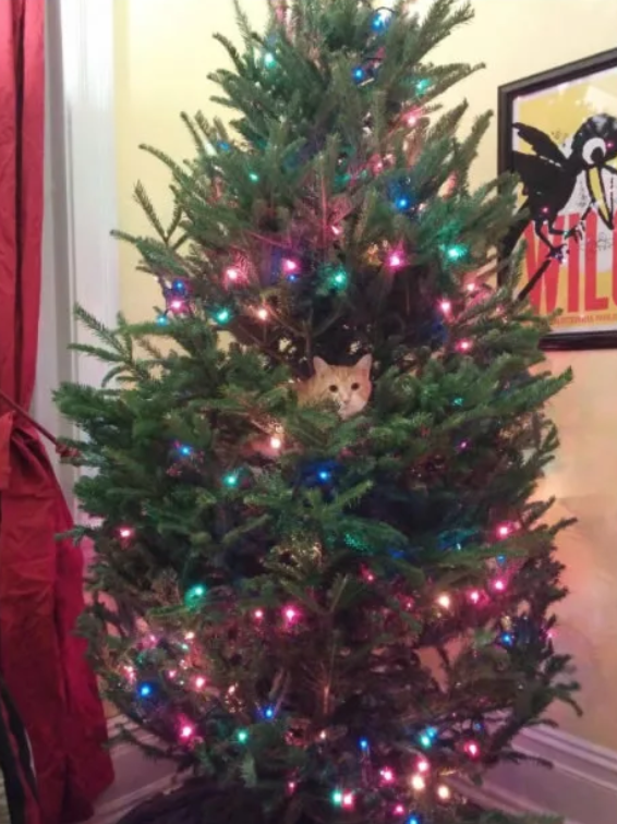 18 кошек, неравнодушных к новогодним елкам
