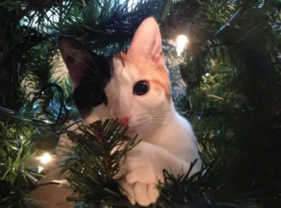 18 кошек, неравнодушных к новогодним елкам