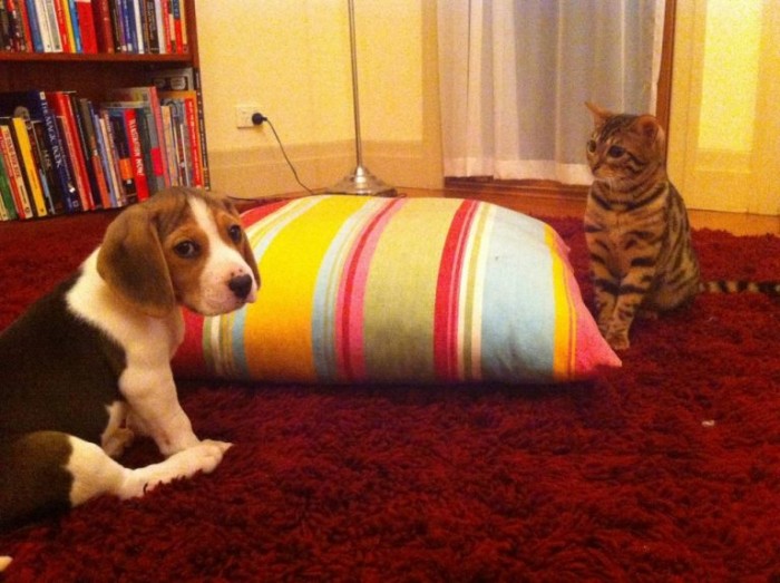 Эти коты впервые в своей жизни увидели щенка, еще и в своем доме
