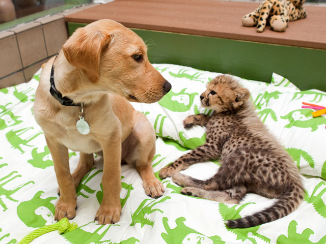 Пес и гепард — необычная дружба