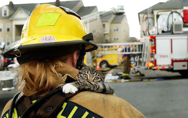 Проникновенные снимки пожарных, спасающих кошек из беды