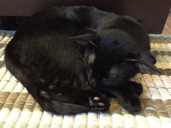 Редчайший четырехухий кот наконец-то нашел себе хозяев и дом